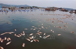 Tôm hùm, cá chết hàng loạt tại thị xã Sông Cầu