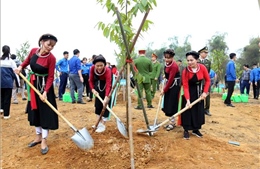 Tuyên Quang cán đích trước 1 năm Đề án trồng một tỷ cây xanh 