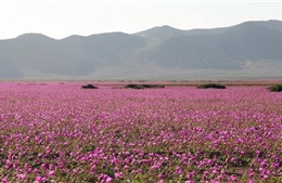 Rộ sắc hoa tím trên sa mạc khô cằn nhất hành tinh