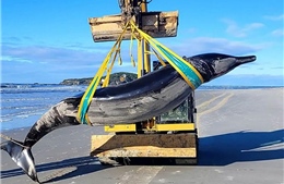 Xác cá voi hiếm gặp nhất thế giới dạt vào bờ biển New Zealand