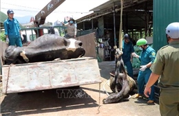 Thành lập Tổ công tác hỗ trợ bồi thường cho người nuôi bò sữa bị thiệt hại 