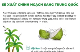 Dừa tươi sẽ xuất chính ngạch sang Trung Quốc