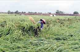 Tích cực bơm thoát nước cứu hoa màu và ứng phó tình trạng xuất hiện lũ dâng nhanh