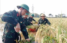 Hà Nội: Bộ đội và công an giúp người dân vùng ngập lụt thu hoạch lúa