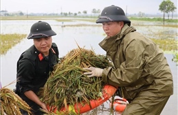 Công an giúp dân huyện Chương Mỹ gặt lúa ngập nước sau bão 