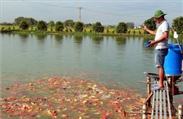 Tiếp &#39;nhiên liệu&#39; cho nông dân trên con đường làm giàu