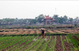 Lấy vụ Đông &#39;bù&#39; vụ Mùa