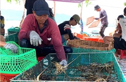 Giá tôm thương phẩm bấp bênh, nhiều rủi ro mùa mưa bão