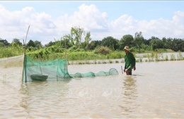 Mùa cá ở đầu nguồn châu thổ sông Cửu Long