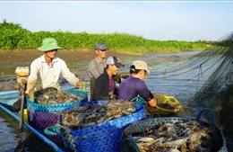 Giá tôm tăng khá giúp tăng lợi nhuận cho nông dân