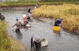 Hiệu quả mô hình &#39;con tôm ôm cây lúa&#39;