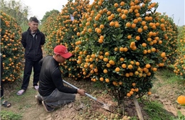 Quất Nam Phong đắt hàng, được giá