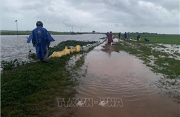 Hơn 2.700 ha lúa non ở Quảng Trị bị ảnh hưởng do mưa lớn kéo dài