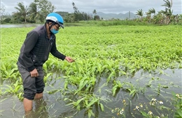 Phú Yên: Nỗ lực khôi phục sản xuất sau mưa lớn gây ngập úng lúa và hoa màu