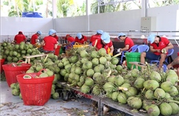 Giá dừa tươi tăng gần gấp 3 lần