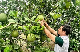 Phát triển du lịch cộng đồng gắn với vườn cây ăn trái  