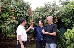 Khởi động Chương trình du lịch &#39;Vải thiều Lục Ngạn - Tinh hoa trái cây Việt&#39;