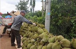 Giá sầu riêng giảm nhưng nông dân vẫn có lãi