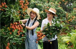 Hút khách du lịch mùa vải thiều