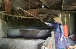 Ngăn nguy cơ lây lan dịch tả lợn châu Phi diện rộng
