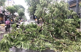 Cây xanh đổ hàng loạt tại Thành phố Hồ Chí Minh sau mưa giông