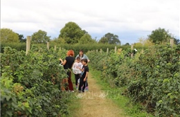 Khám phá cuộc sống vùng nông thôn nước Anh ở Copas Farm