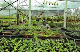Nông nghiệp công nghệ cao tạo sức bật cho Hải Phòng