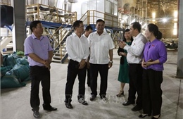 Tháo gỡ khó khăn cho doanh nghiệp sản xuất, kinh doanh lúa gạo 