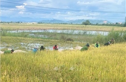 Đắk Lắk: Hỗ trợ người dân thu hoạch lúa sau mưa lũ