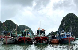 Ứng phó bão số 11: Các địa phương gấp rút kiểm đếm tàu thuyền, bảo vệ đê điều và sản xuất