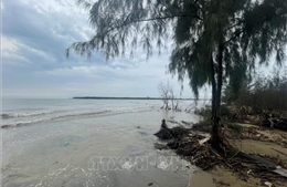 Cần Thơ: Công bố tình huống khẩn cấp về sự cố sạt lở bờ biển tại xã Vĩnh Hải