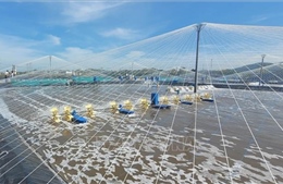 Phát triển bền vững nghề nuôi biển - Bài 1
