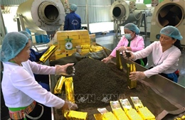 Kinh tế tư nhân Phú Thọ vươn mình mạnh mẽ