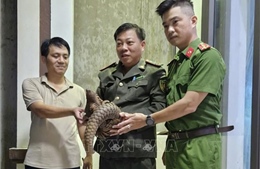 Tiếp nhận tê tê thuộc nhóm nguy cấp, quý hiếm từ người dân