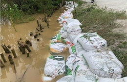 Quảng Trị: Gia tăng sạt lở bờ sông do mưa lũ kéo dài