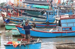 Khánh Hòa: Tàu thuyền khẩn trương vào bờ tránh trú bão số 13