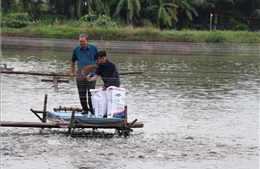 Giá cá rô phi giảm sâu, người nuôi thua lỗ nặng