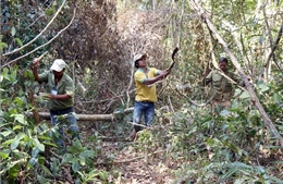 Nhiều công ty lâm nghiệp ở Lâm Đồng phải vay ngân hàng để chi trả lương