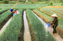 Xuất cấp hạt giống cây trồng hỗ trợ Huế khôi phục sản xuất