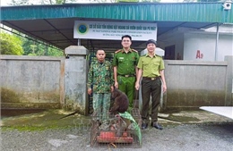 Người dân giao nộp cá thể khỉ mặt đỏ và khỉ mốc quý, hiếm