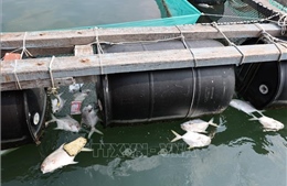 Cá chết hàng loạt trên sông Chà Và