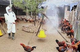 Tái cơ cấu chăn nuôi theo hướng bền vững sau mưa lũ