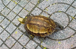 Nghệ An thả cá thể rùa hộp trán vàng quý hiếm về môi trường tự nhiên Pù Huống