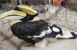 Người dân giao nộp chim hồng hoàng quý hiếm