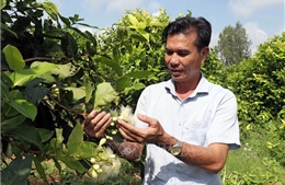 Thi đua yêu nước: Tư duy của người nông dân hiện đại