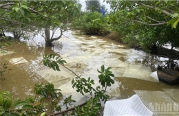 Đời sống của người dân xã Vạn tường (Quảng Ngãi) bị ảnh hưởng bởi sự cố tràn dầu