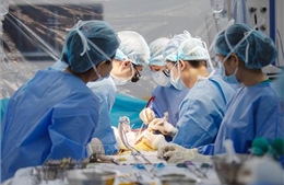 Ghép gan tối khẩn, cứu sống bệnh nhân đã hôn mê sâu