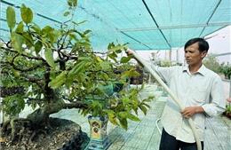 Làng mai Tân Tây và những định hướng phát triển mới