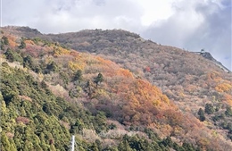 Đánh thức di sản thổ nhưỡng - Bài 1: Triết lý nhân sinh trong từng sợi ngải