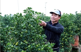 Vựa quất Ninh Bình rộn ràng 'chốt đơn' vụ Tết